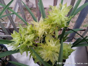 雜交春蘭 現(xiàn)代花卉市場(chǎng)的璀璨明珠