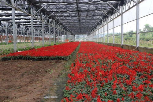 60萬株精品花卉扮靚城區，自然美妝點亮城市容顏